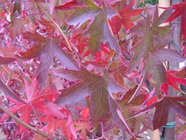 Liquidambar styraciflua 'Worplesdon'